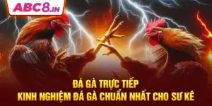 da-ga-truc-tiep-kinh-nghiem-da-ga-chuan-nhat-cho-su-ke