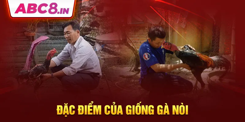 dac-diem-cua-giong-ga-noi-