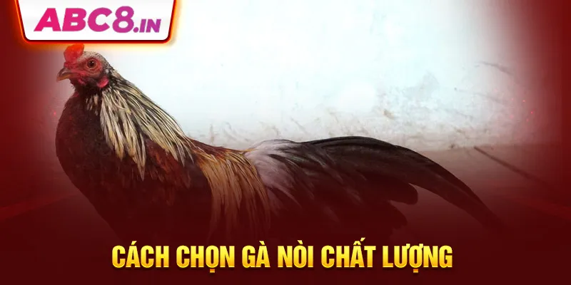 cach-chon-ga-noi-chat-luong-