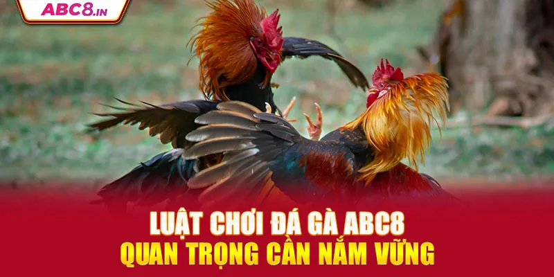 luat-choi-da-ga-abc8-quan-trong-can-nam-vung