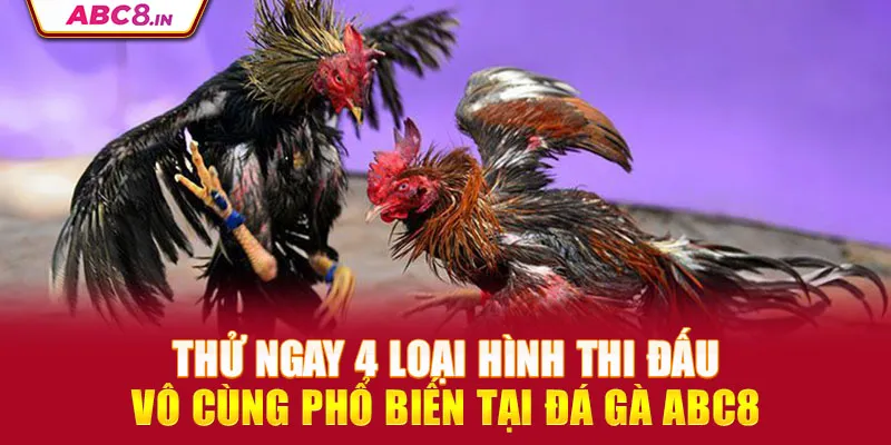 thu-ngay-4-loai-hinh-thi-dau-vo-cung-pho-bien-tai-da-ga-abc8