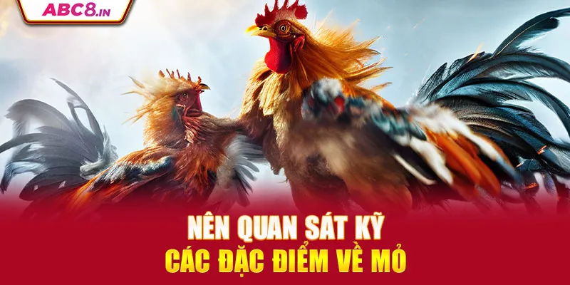 nen-quan-sat-ky-cac-dac-diem-ve-mo_4_11zon