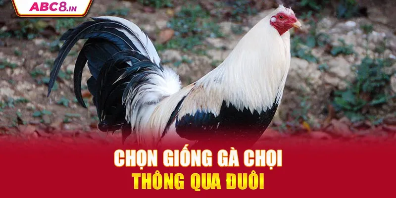 chon-giong-ga-choi-thong-qua-duoi _5