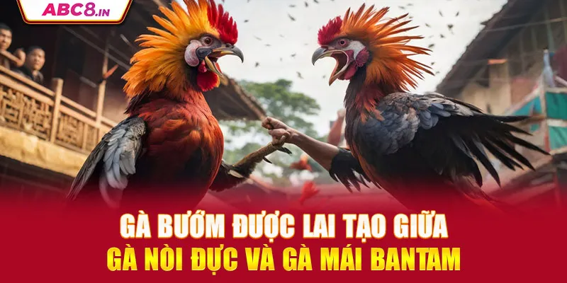 ga-buom-duoc-lai-tao-giua-ga-noi-duc-va-ga-mai-bantam_7_11zon