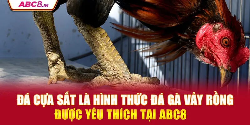 da-cua-sat-la-hinh-thuc-da-ga-vay-rong-duoc-yeu-thich-tai-abc8_12_11zon